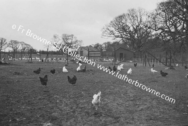 ST MARY'S ON THE LAND CHICKEN'S & POULTRY FARMING